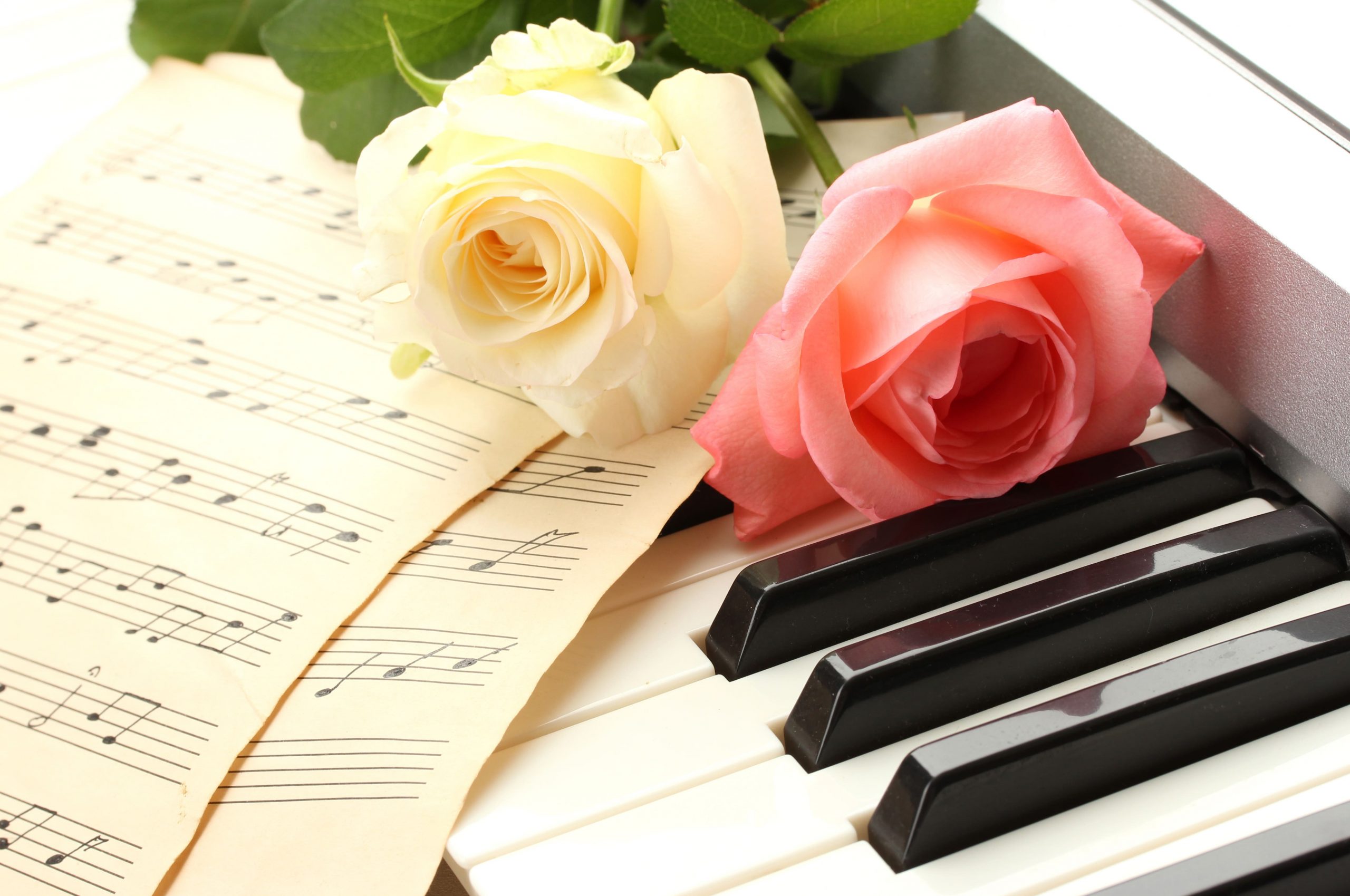 Two roses and music sheets laying on piano keys