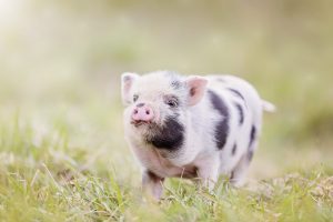 Miniature pig in the grass