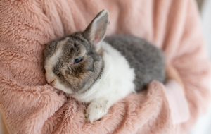 Person in a pink sweater holding a rabbit